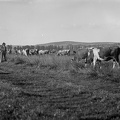 fotok 38944