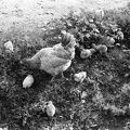 fotok 48416